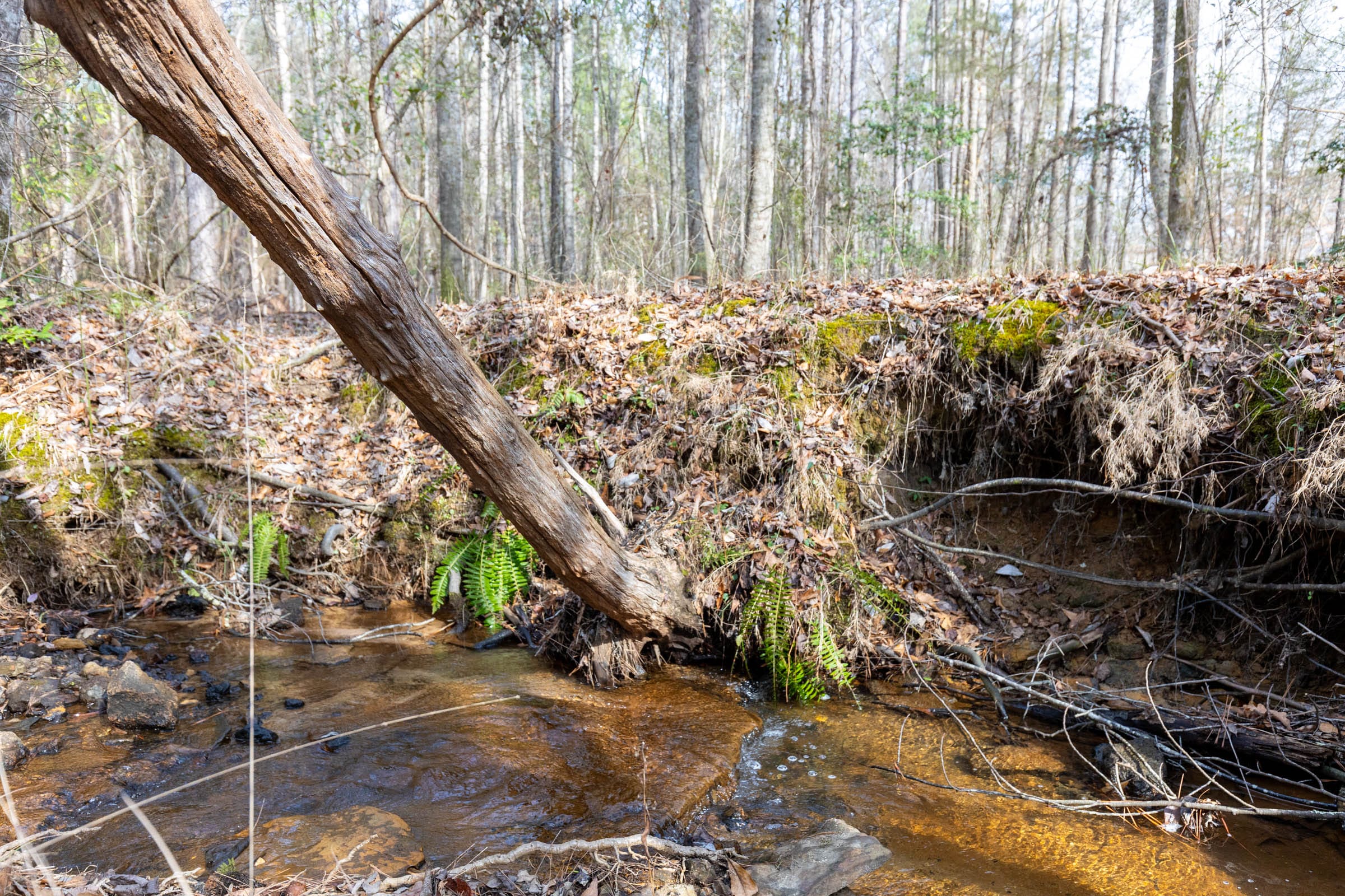 Baker Creek Tract 10 photo 8