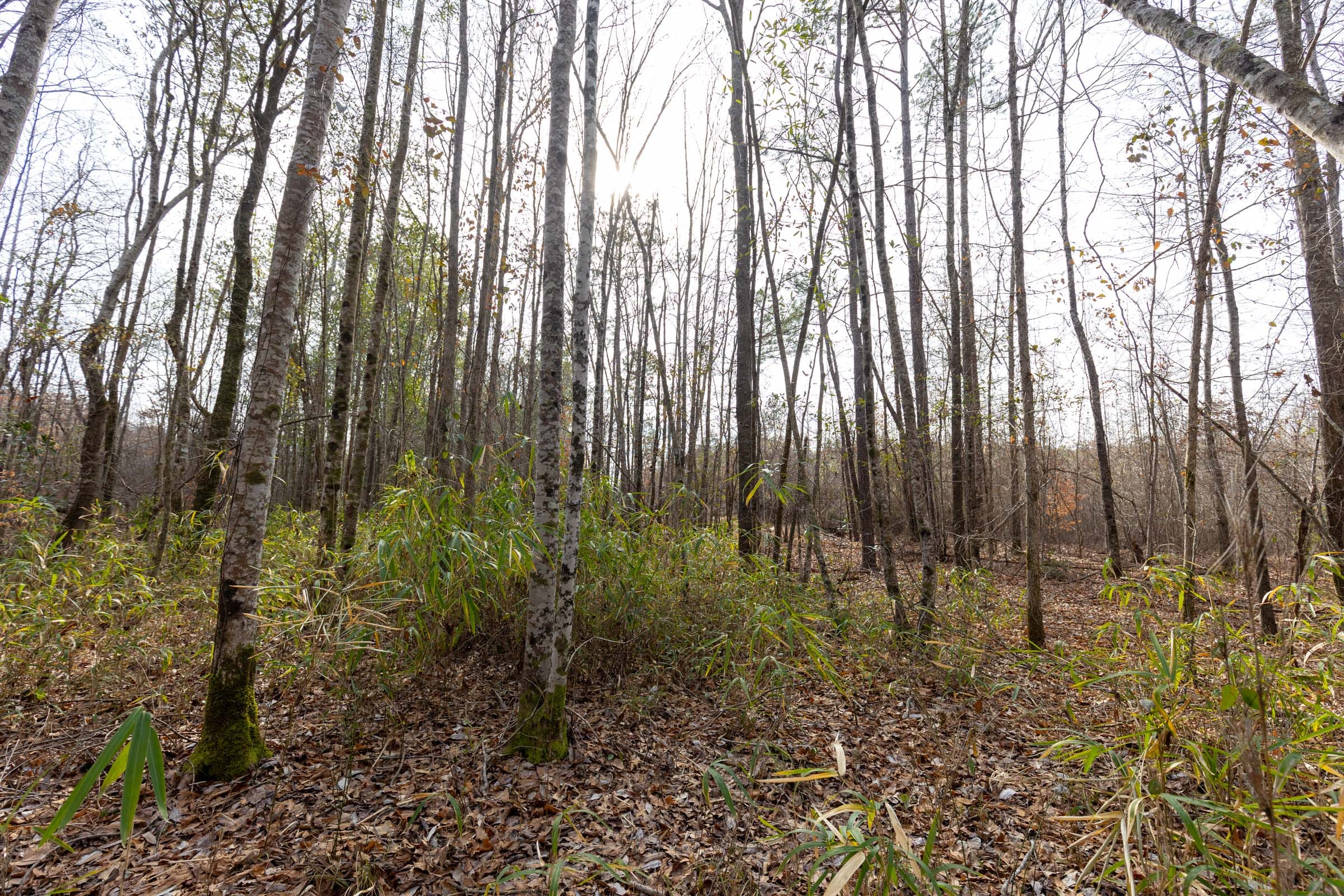 Baker Creek Tract 10 photo 5