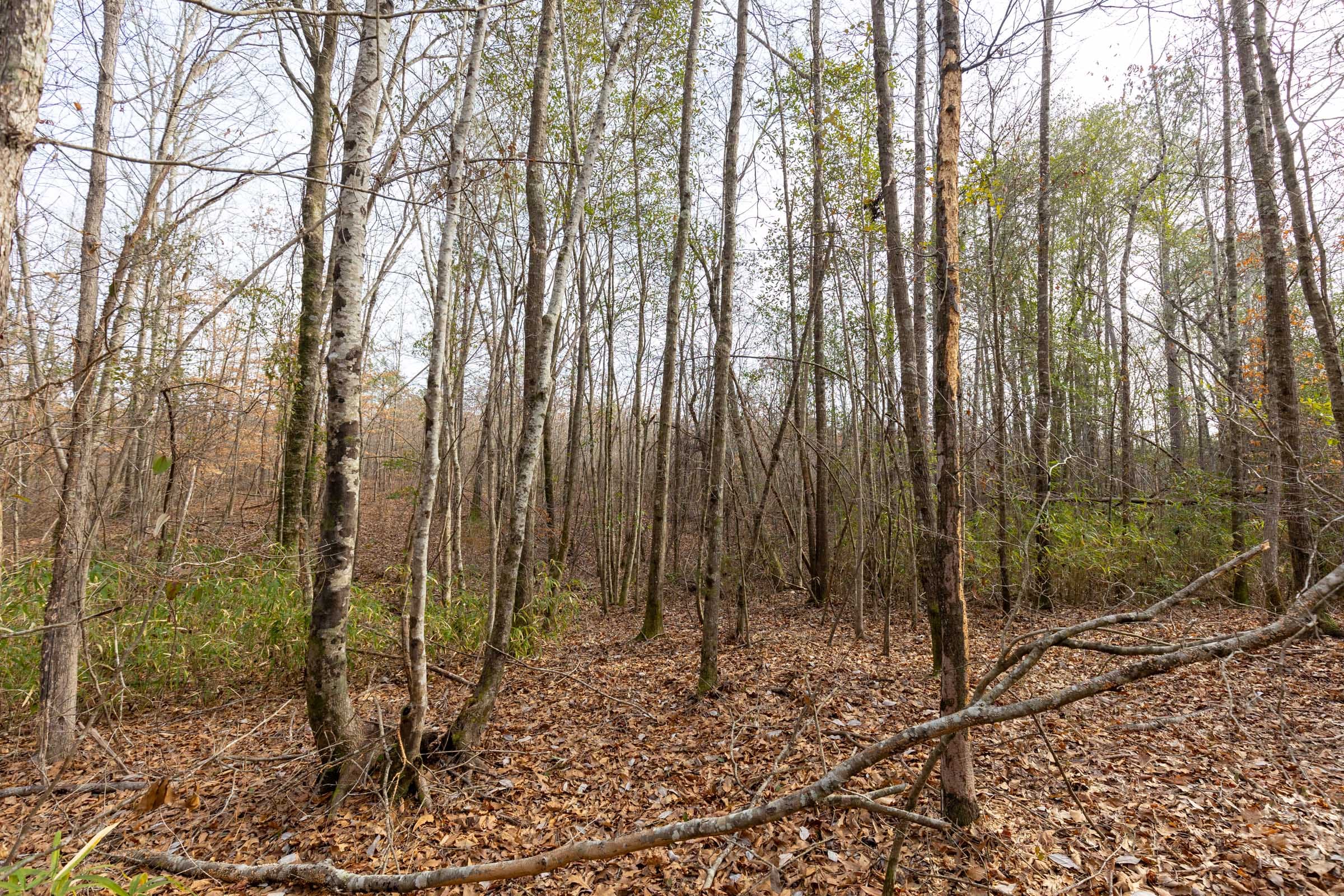 Baker Creek Tract 10 photo 2