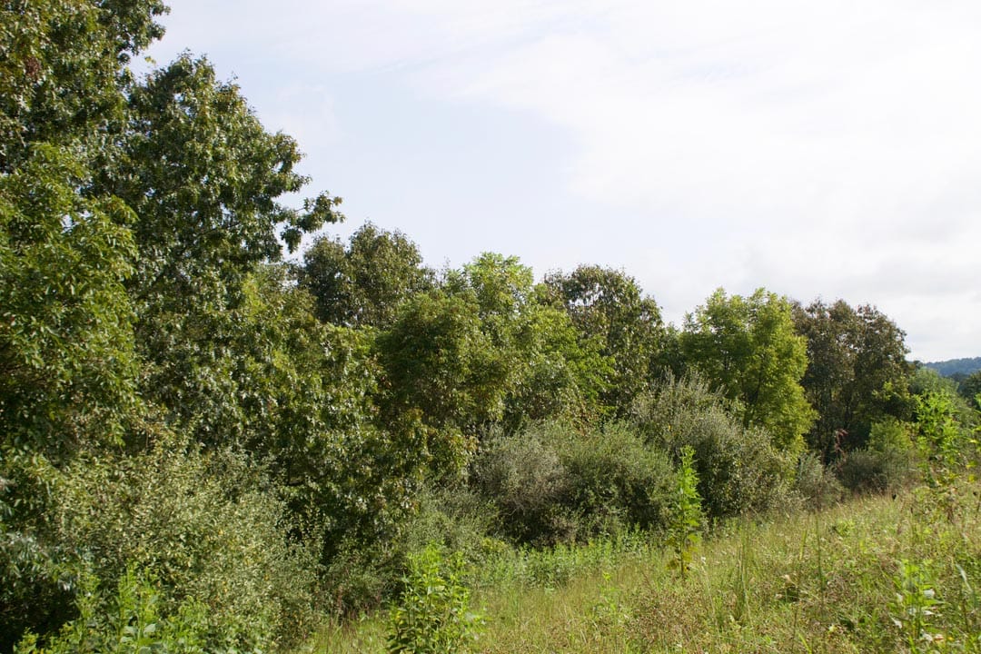 Heritage Hollow Tract 24 photo 4