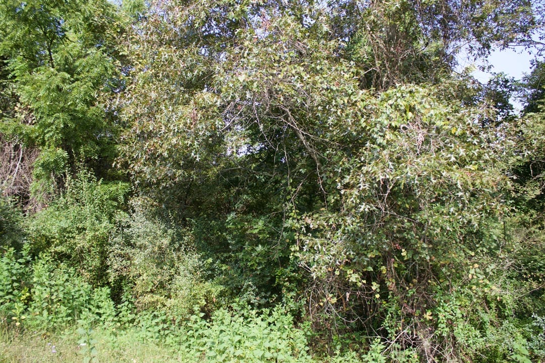 Heritage Hollow Tract 24 photo 5