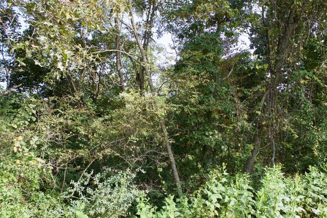 Heritage Hollow Tract 24 photo 6