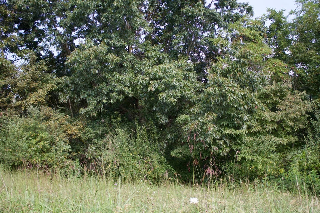 Heritage Hollow Tract 24 photo 8