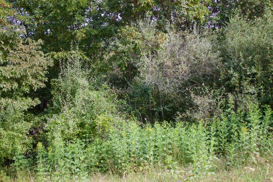 Heritage Hollow Tract 24 photo 9
