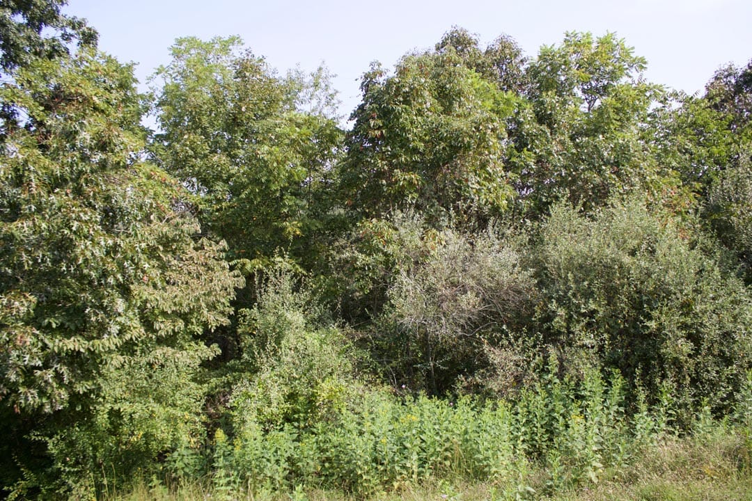 Heritage Hollow Tract 24 photo 10