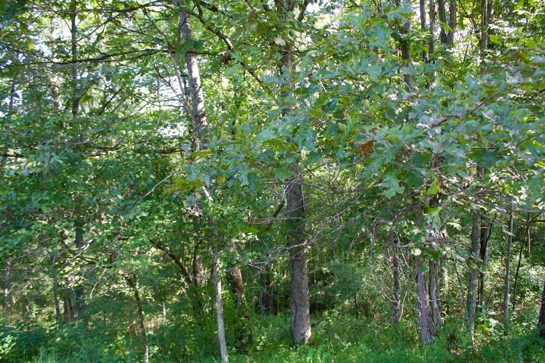 Heritage Hollow Tract 24 photo 14