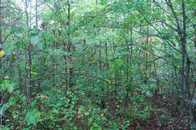 Sugartree Falls Tract 46 photo 3