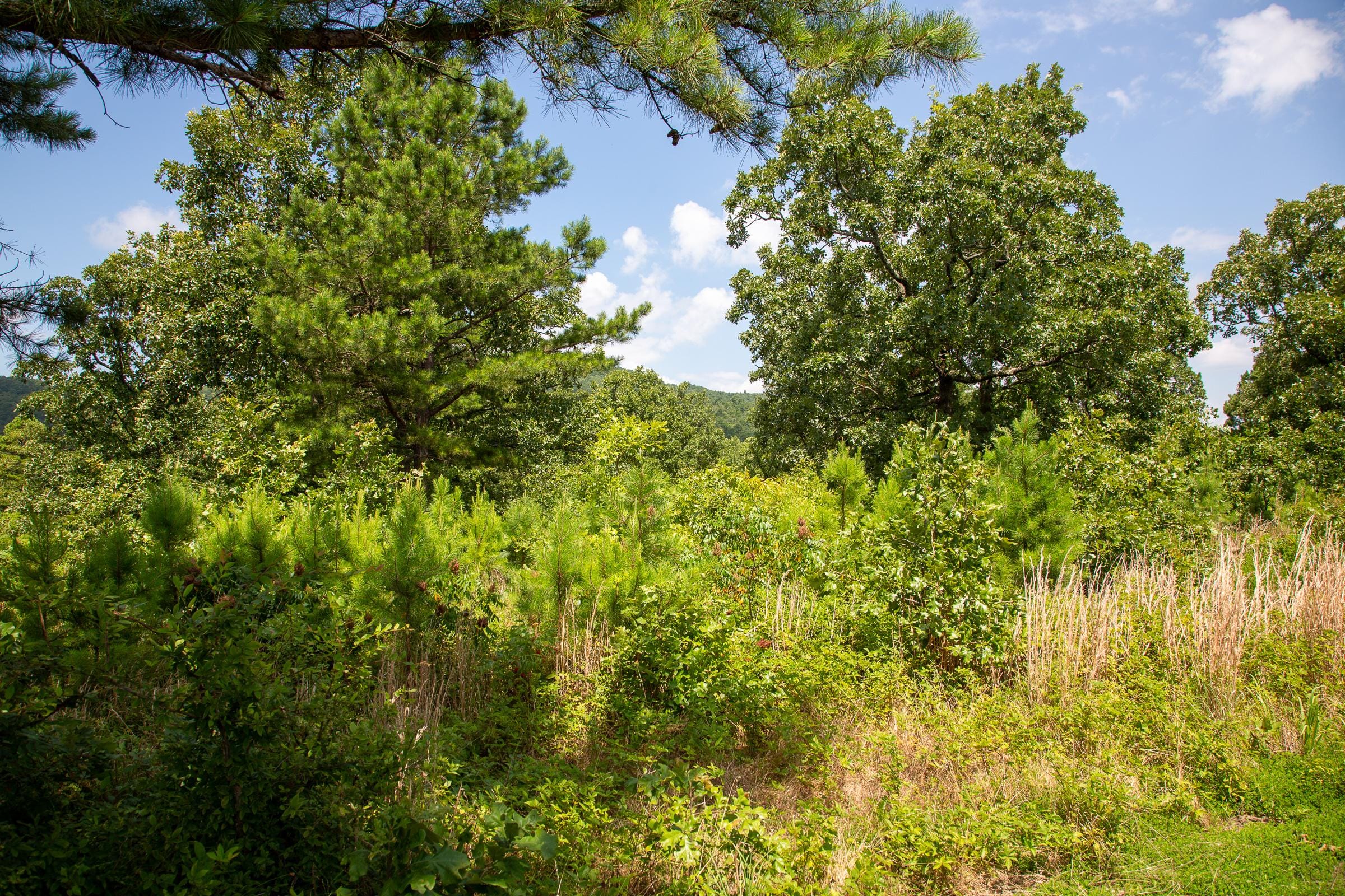 Tyler Stone Ranch Tract 28 photo 3