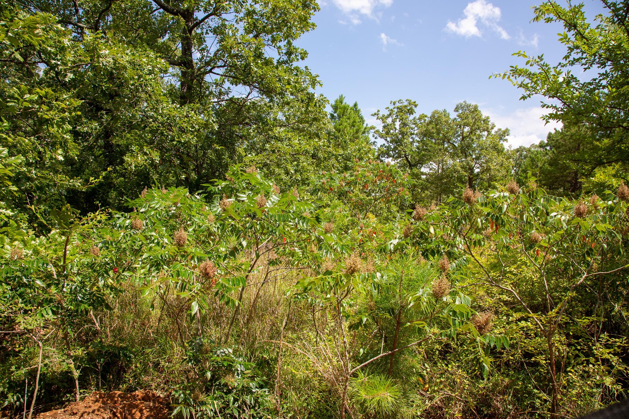 Tyler Stone Ranch Tract 28 photo 12