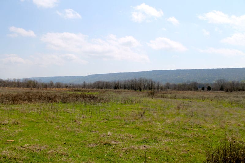 Daisy Meadows Tract 10 photo 3