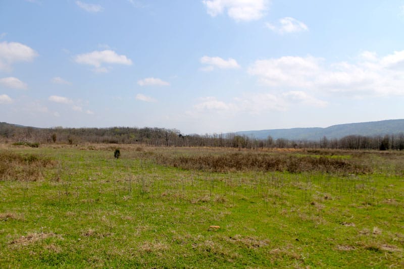 Daisy Meadows Tract 10 photo 4