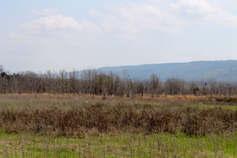 Daisy Meadows Tract 10 photo 5