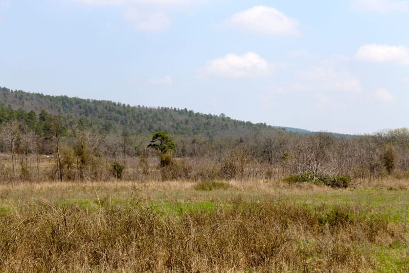 Daisy Meadows Tract 10 photo 6