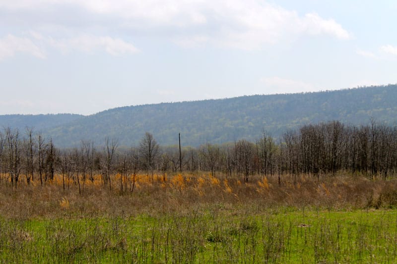 Daisy Meadows Tract 10 photo 7