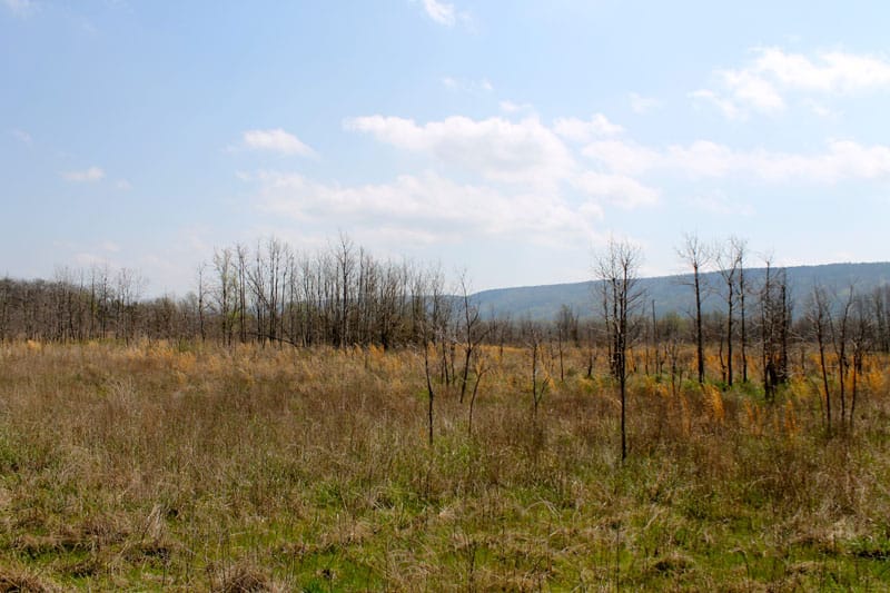 Daisy Meadows Tract 10 photo 9