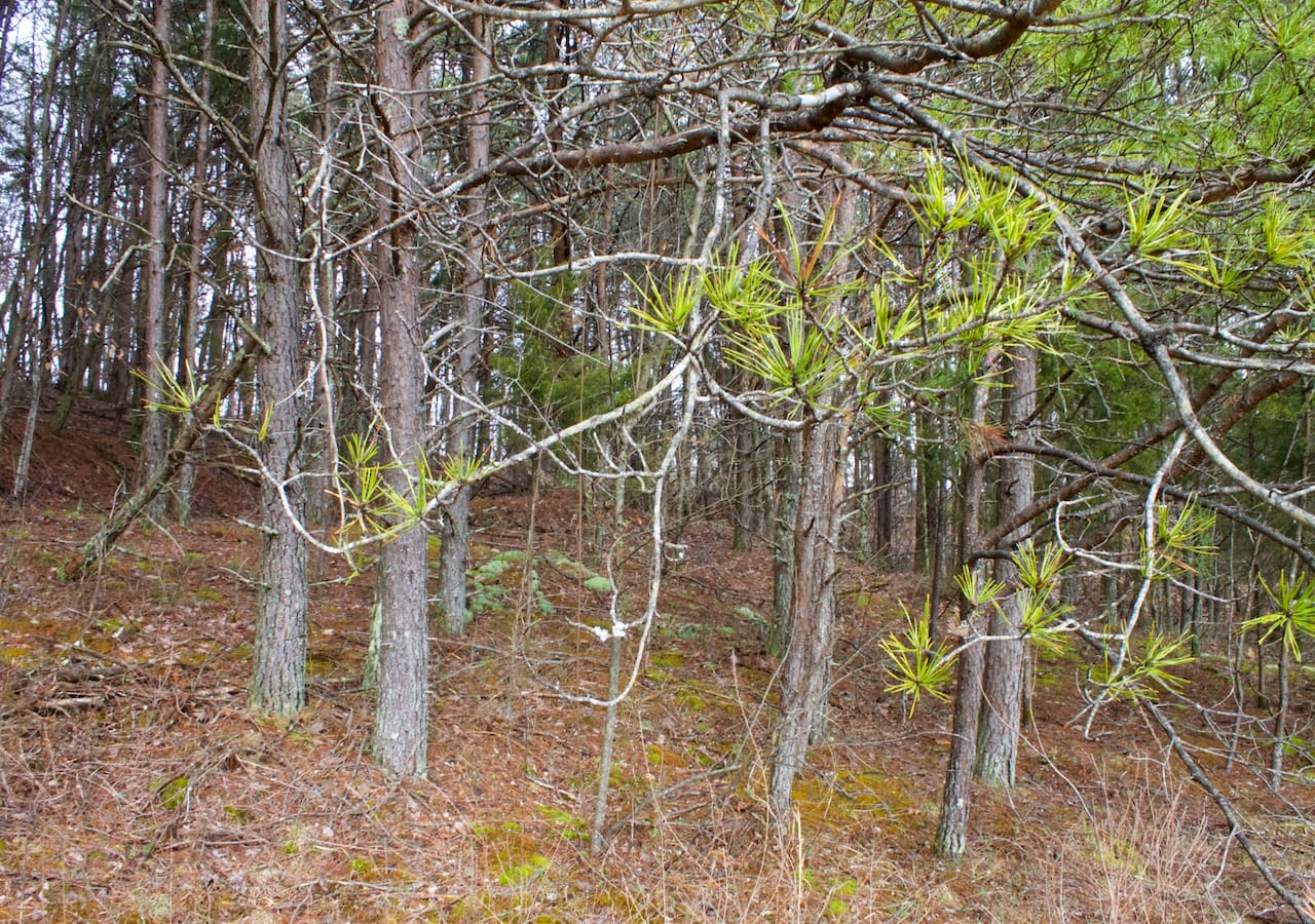 Majestic Rock Ranch Tract 9 photo 3
