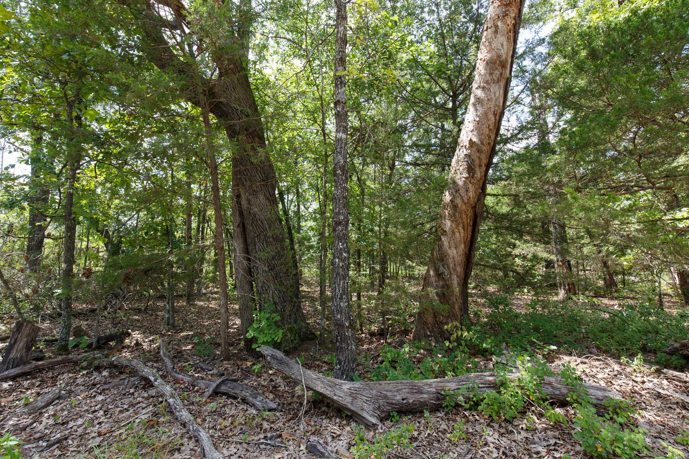 Wildwood Tract 7 photo 5