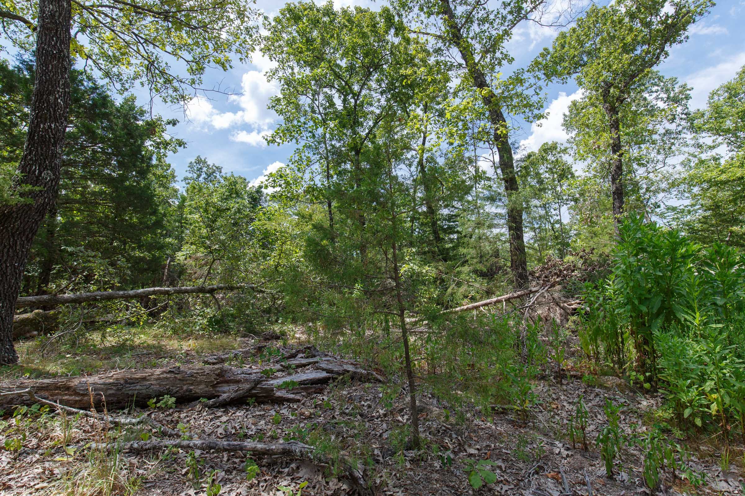 Wildwood Tract 7 photo 8