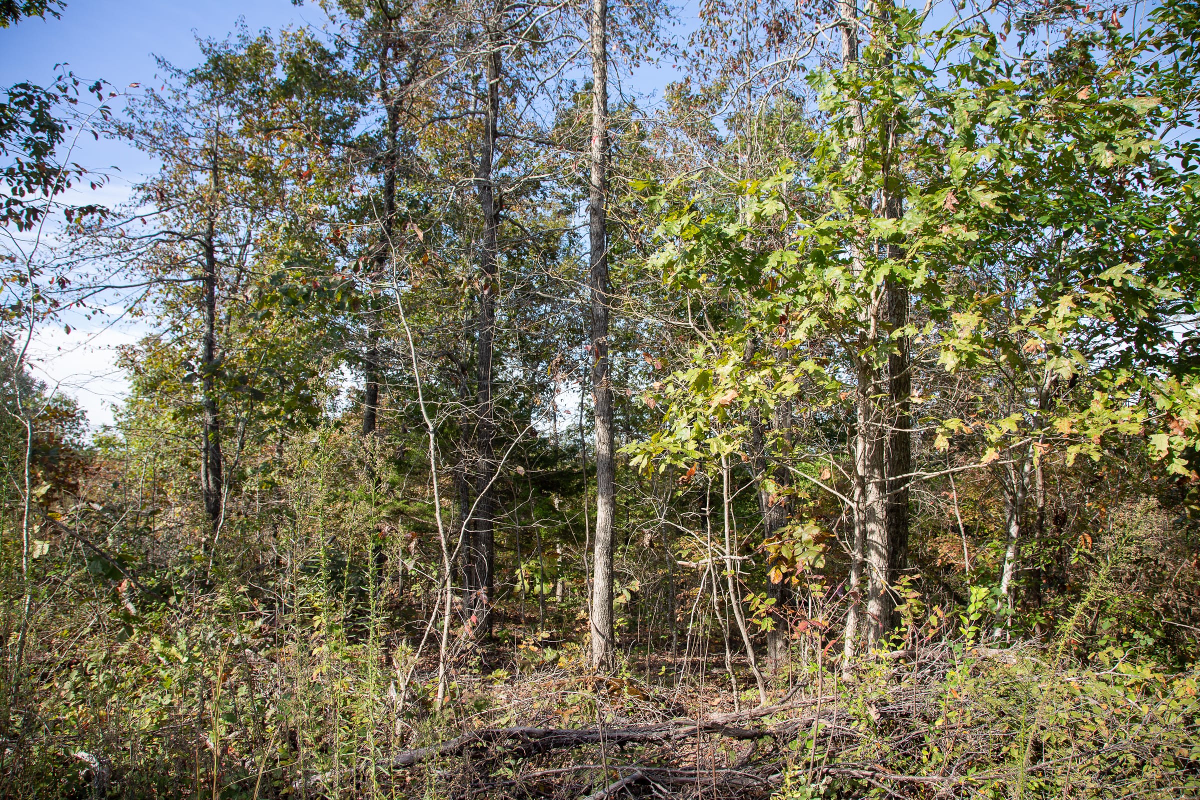 Borgmann’s Hollow Phase IV Tract 126 photo 2