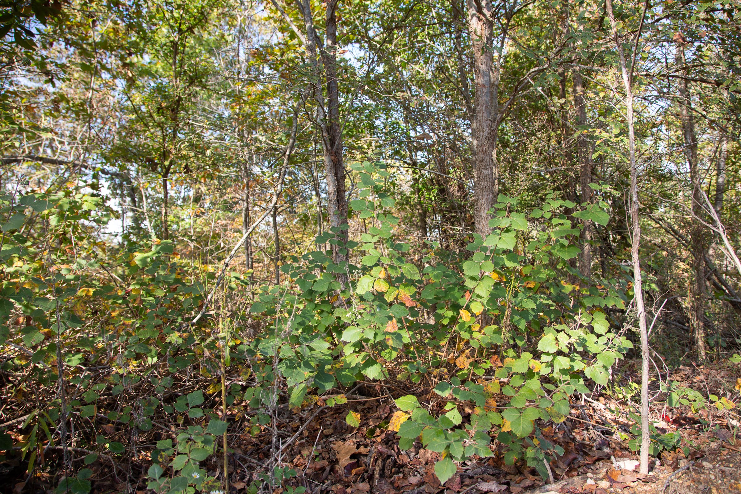 Borgmann’s Hollow Phase IV Tract 126 photo 3
