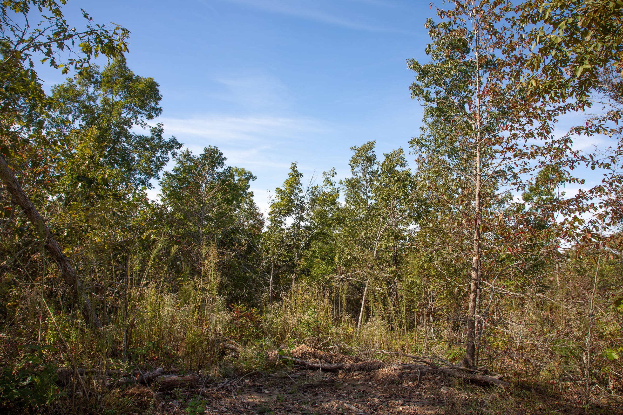 Borgmann’s Hollow Phase IV Tract 126 photo 4