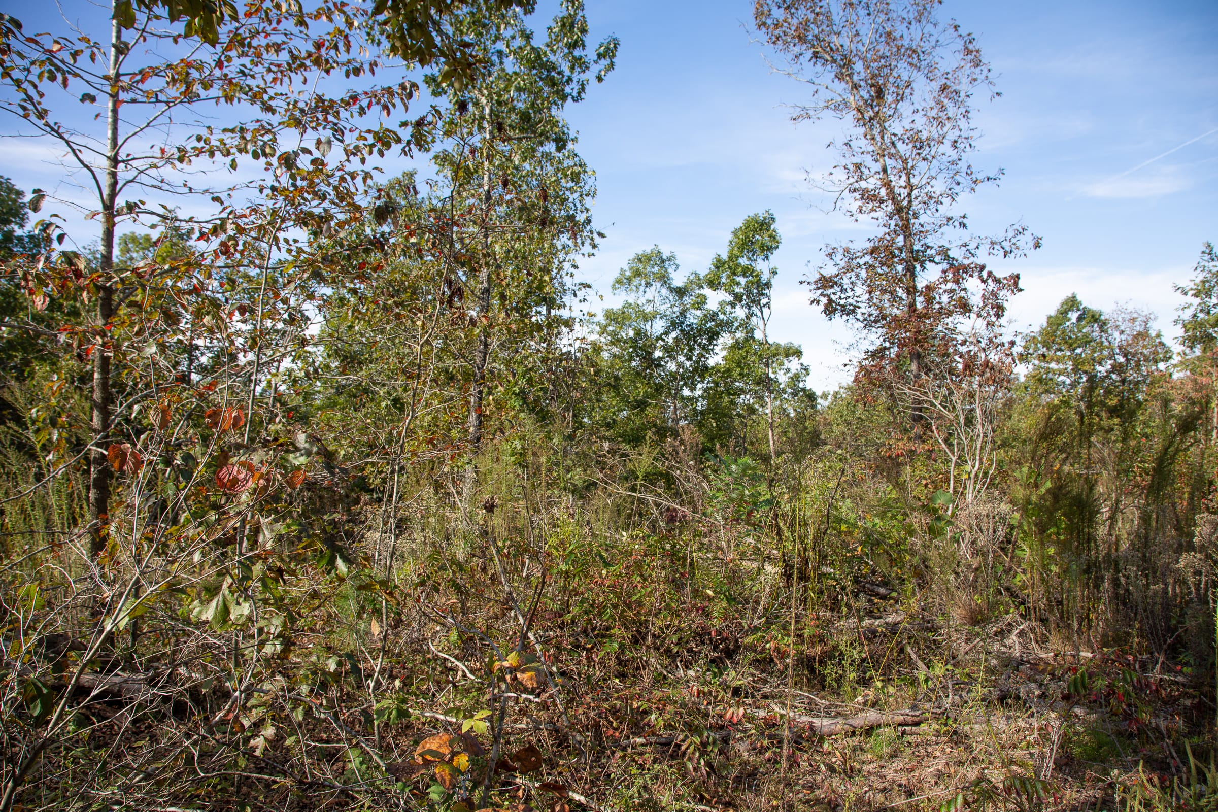 Borgmann’s Hollow Phase IV Tract 126 photo 5