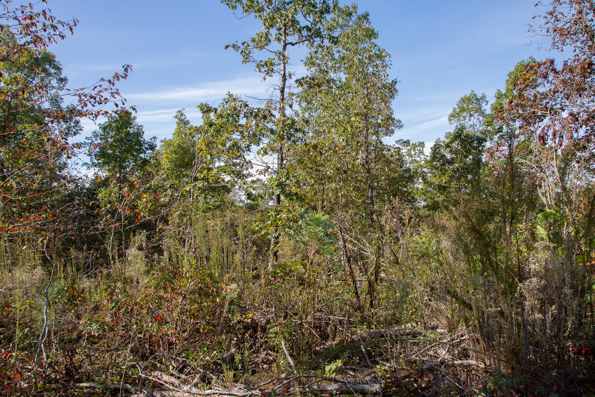 Borgmann’s Hollow Phase IV Tract 126 photo 7