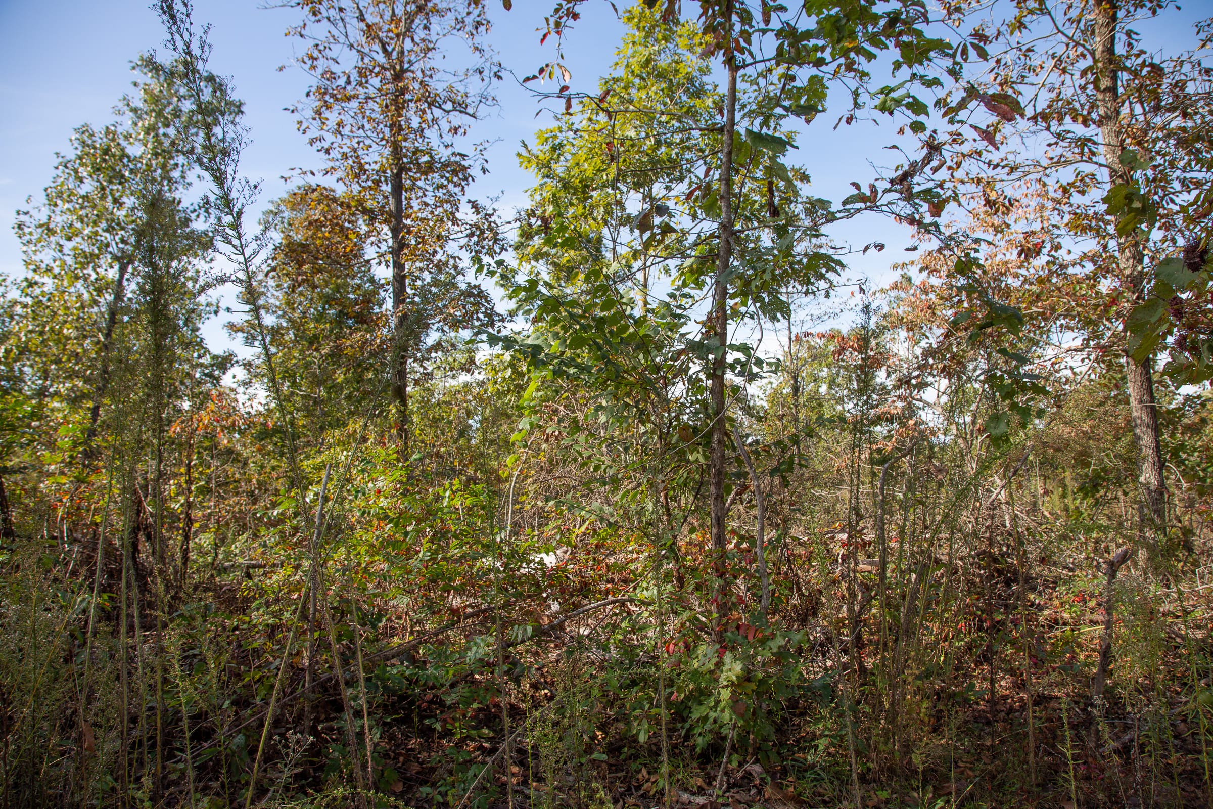 Borgmann’s Hollow Phase IV Tract 126 photo 8