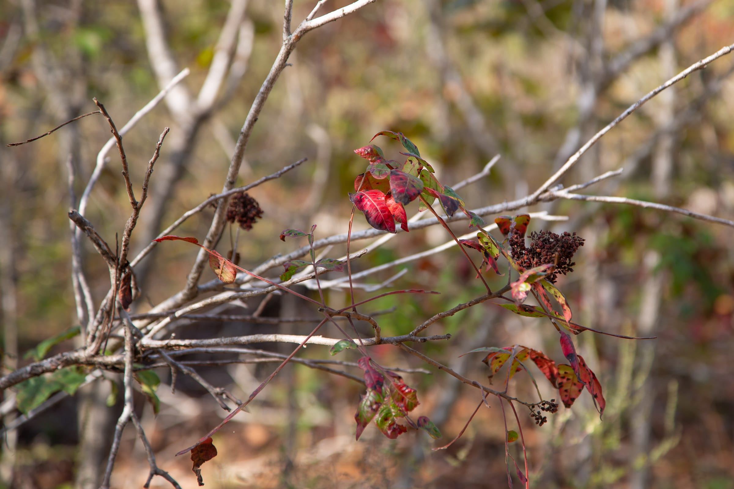 Borgmann’s Hollow Phase IV Tract 126 photo 9