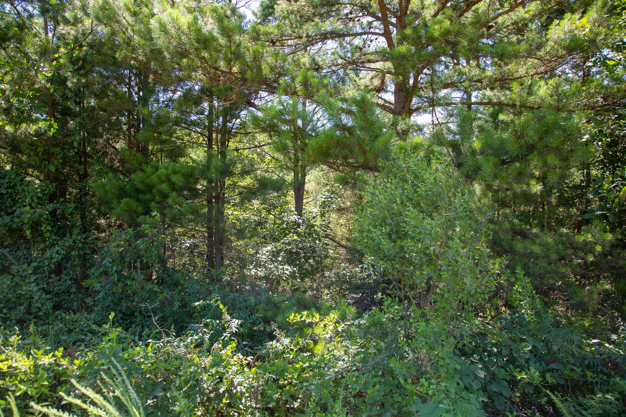 Tyler Stone Ranch Tract 2 photo 3