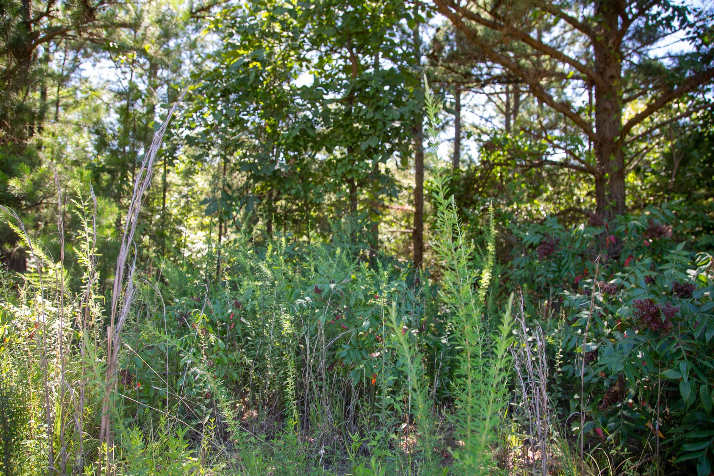 Tyler Stone Ranch Tract 2 photo 8