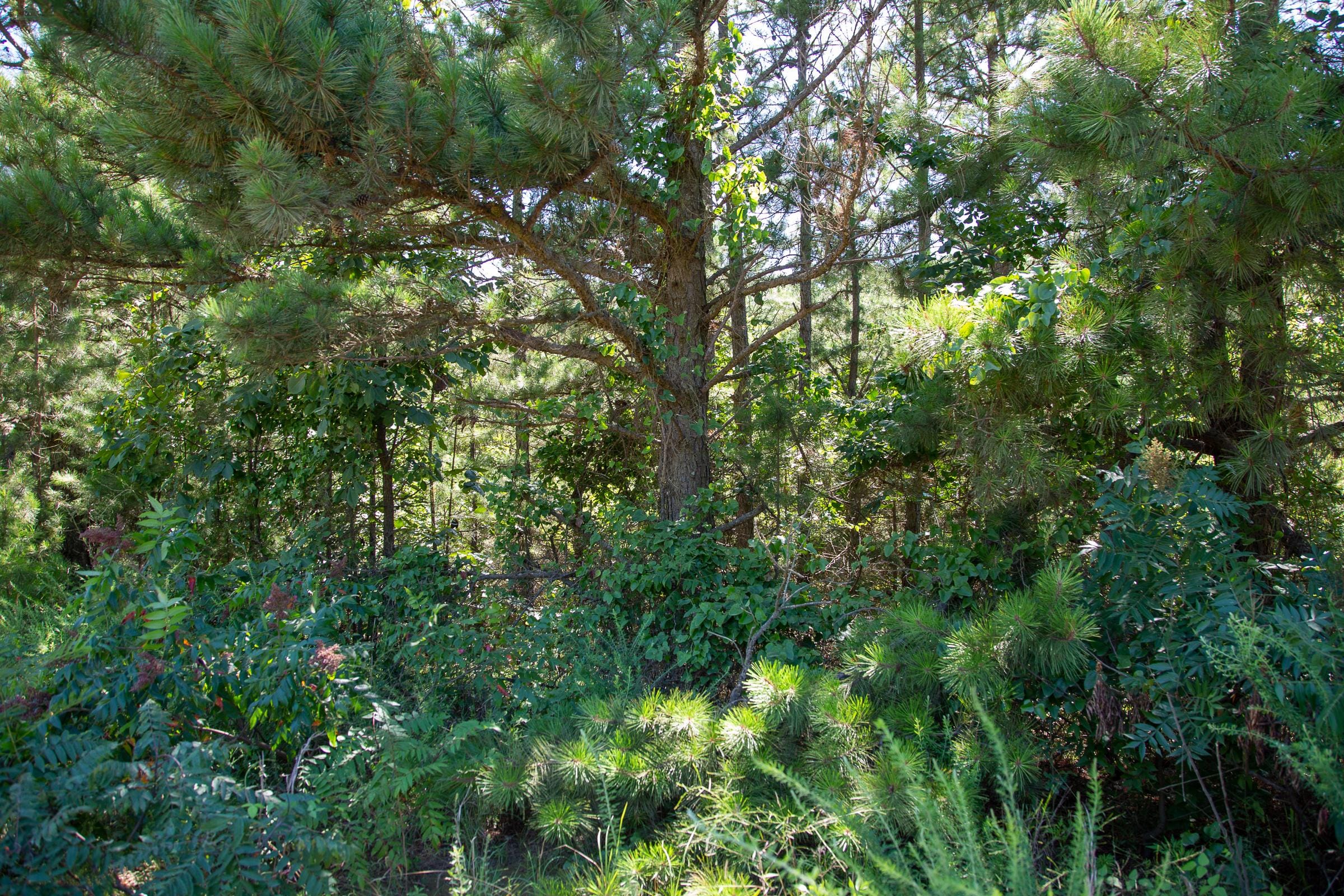 Tyler Stone Ranch Tract 2 photo 9