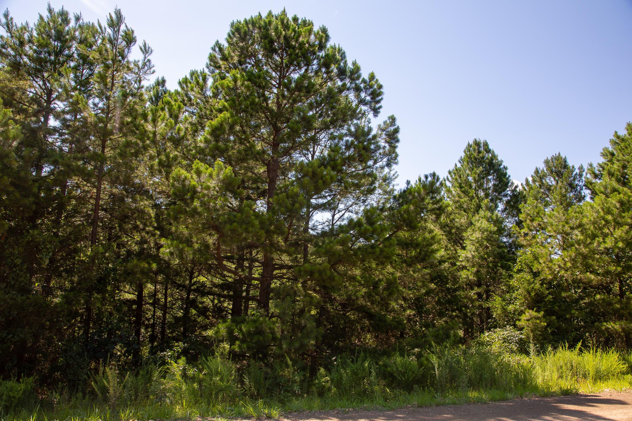 Tyler Stone Ranch Tract 2 photo 10