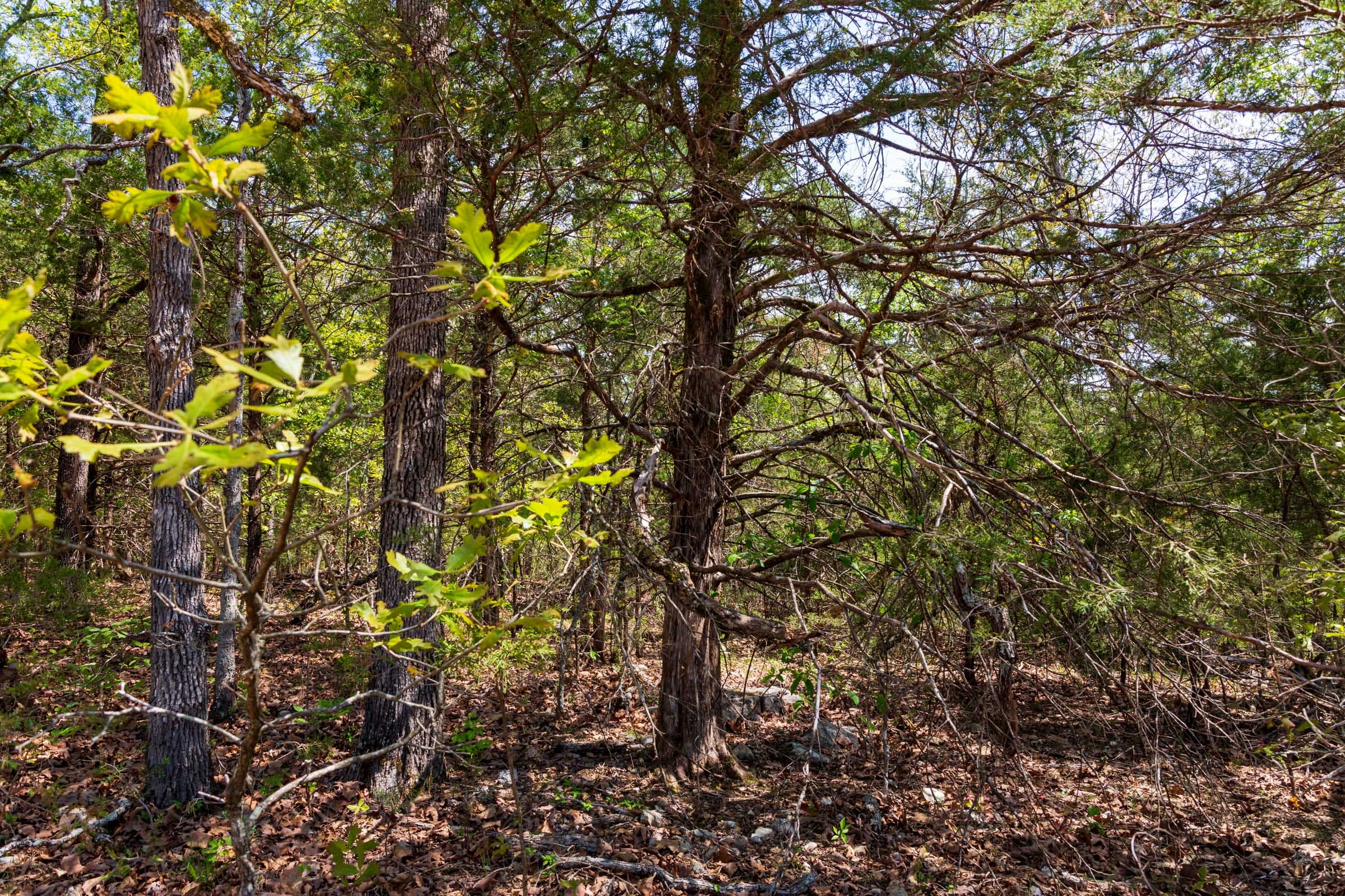 Autumnwood Tract 7 photo 2