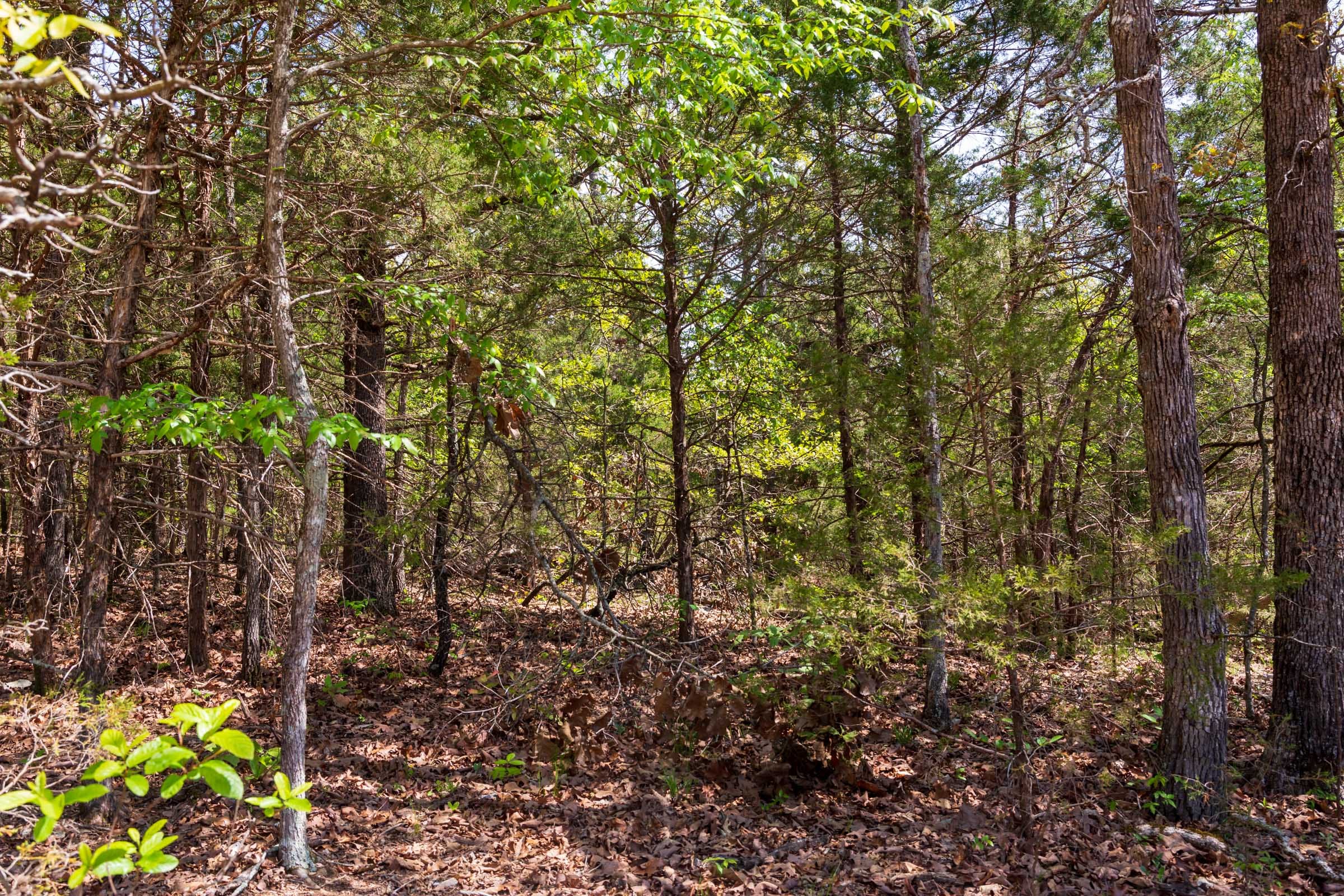 Autumnwood Tract 7 photo 3