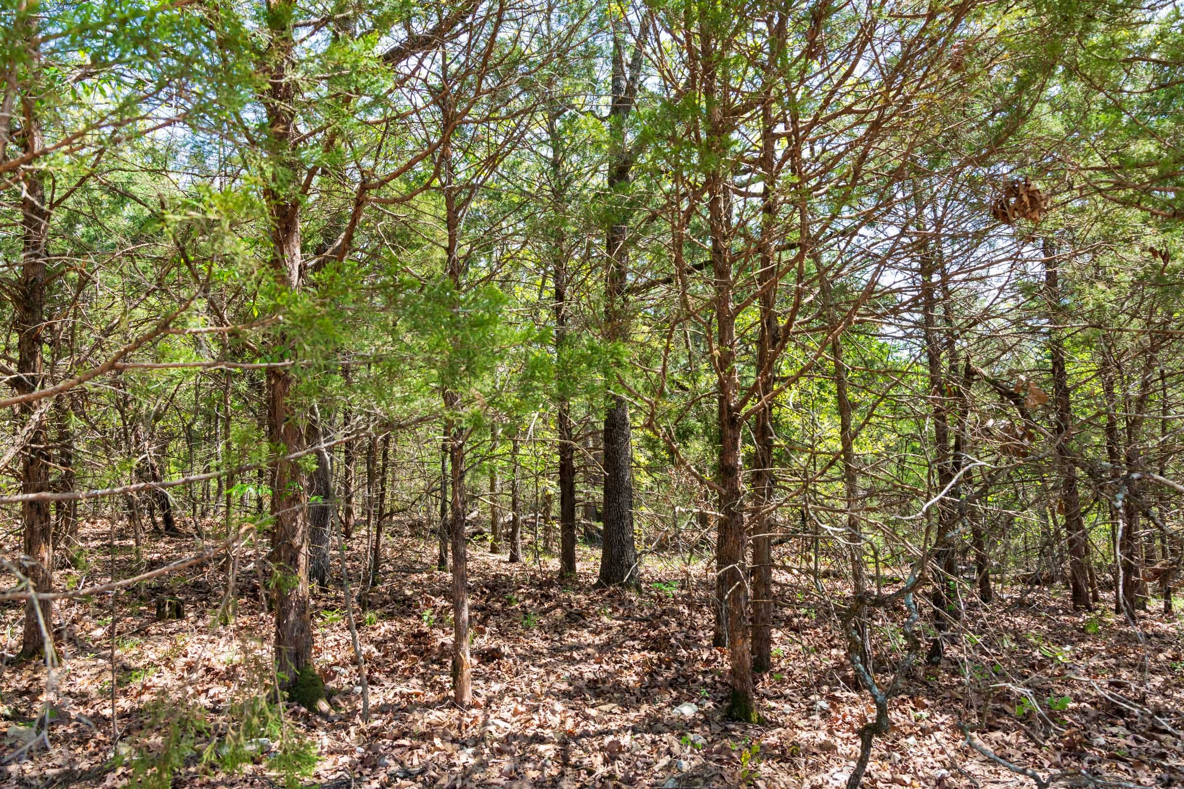 Autumnwood Tract 7 photo 4