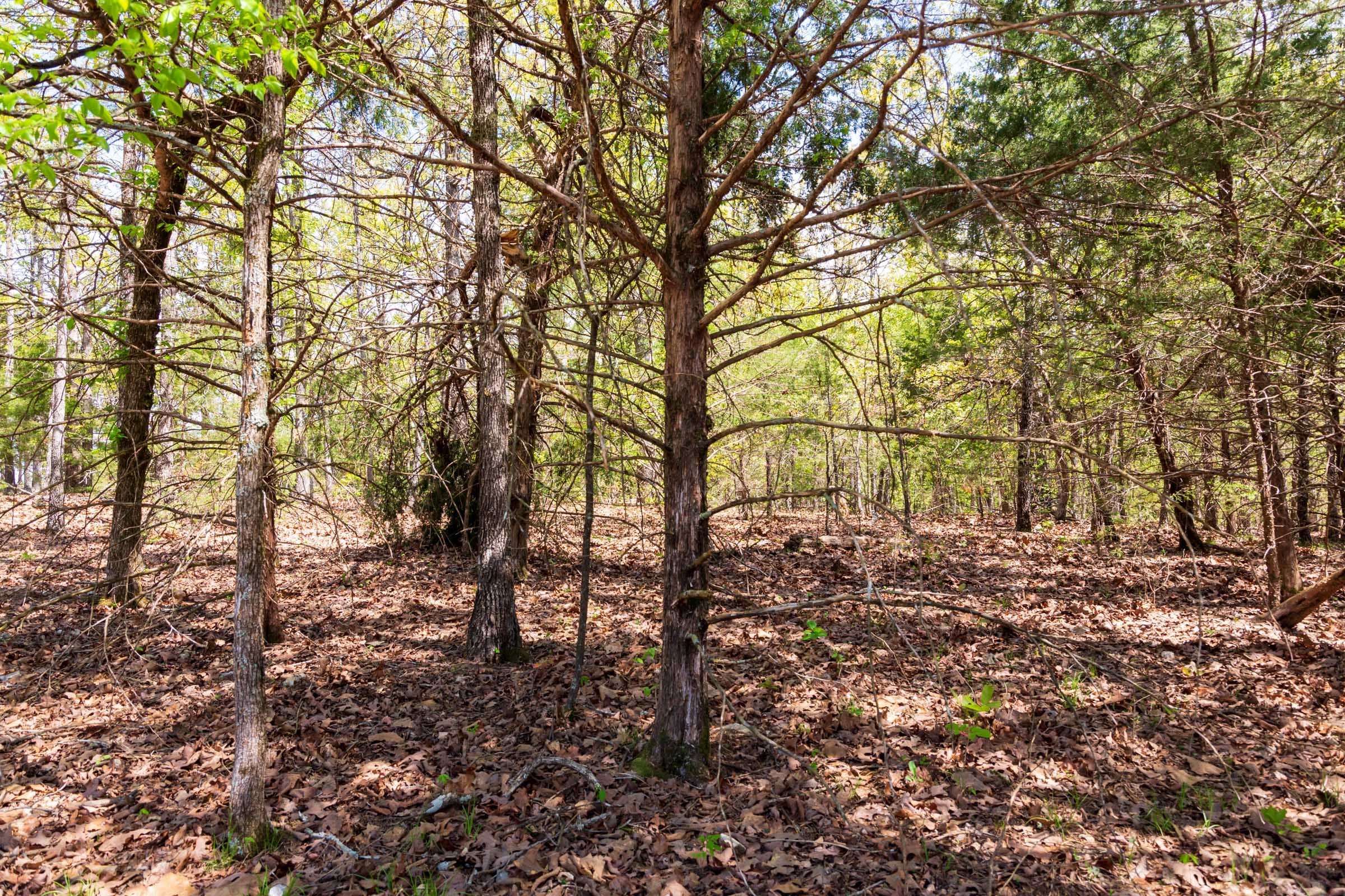 Autumnwood Tract 7 photo 5