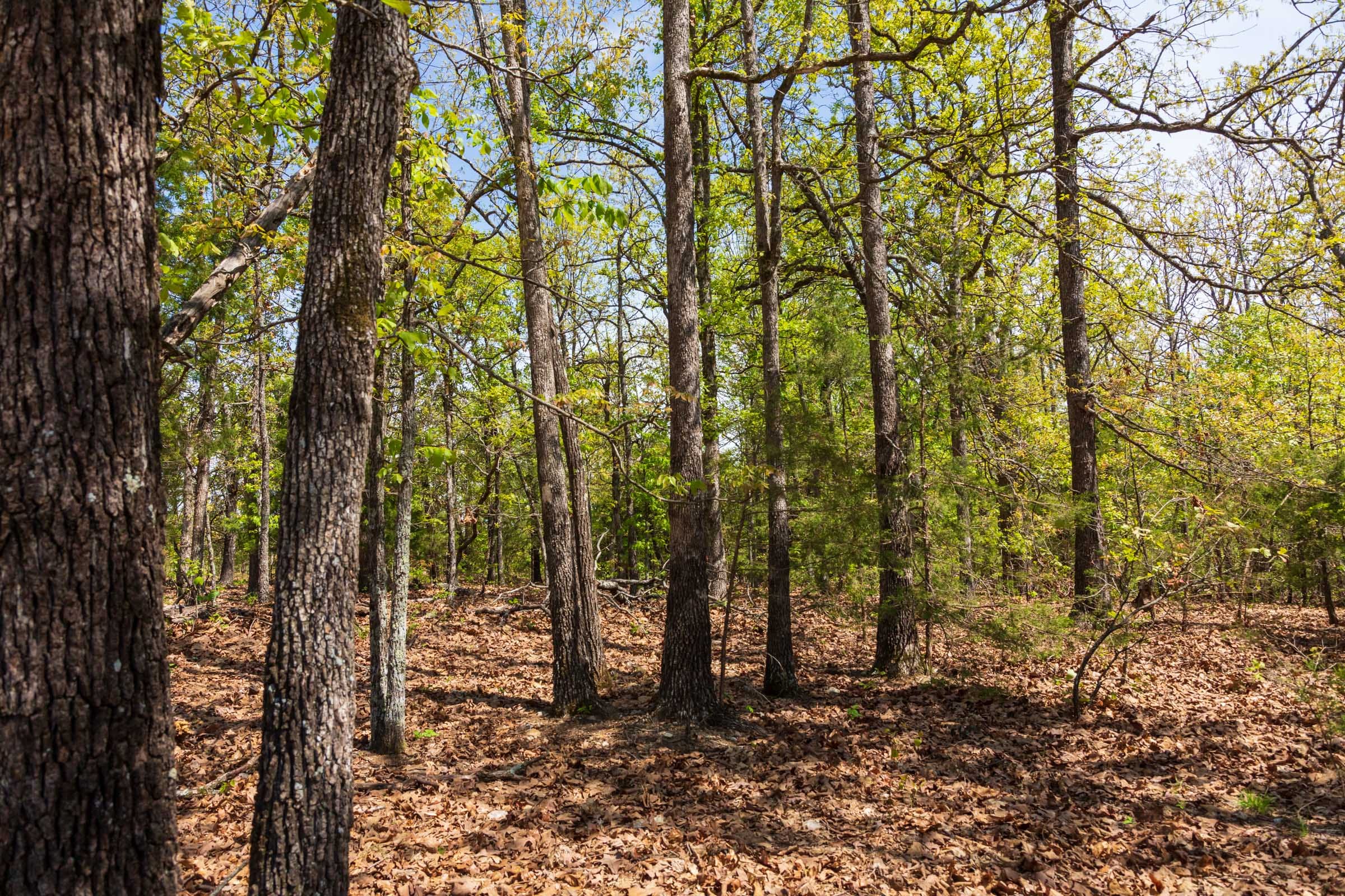 Autumnwood Tract 7 photo 7