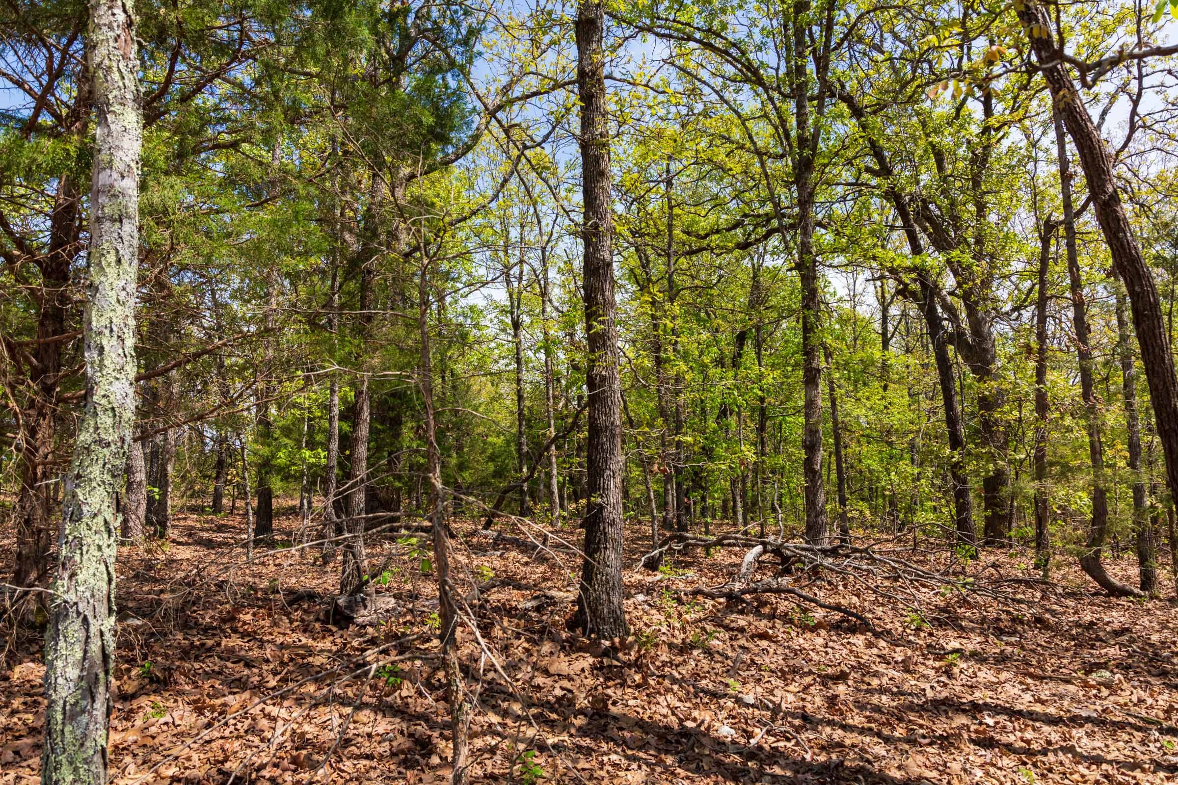 Autumnwood Tract 7 photo 8