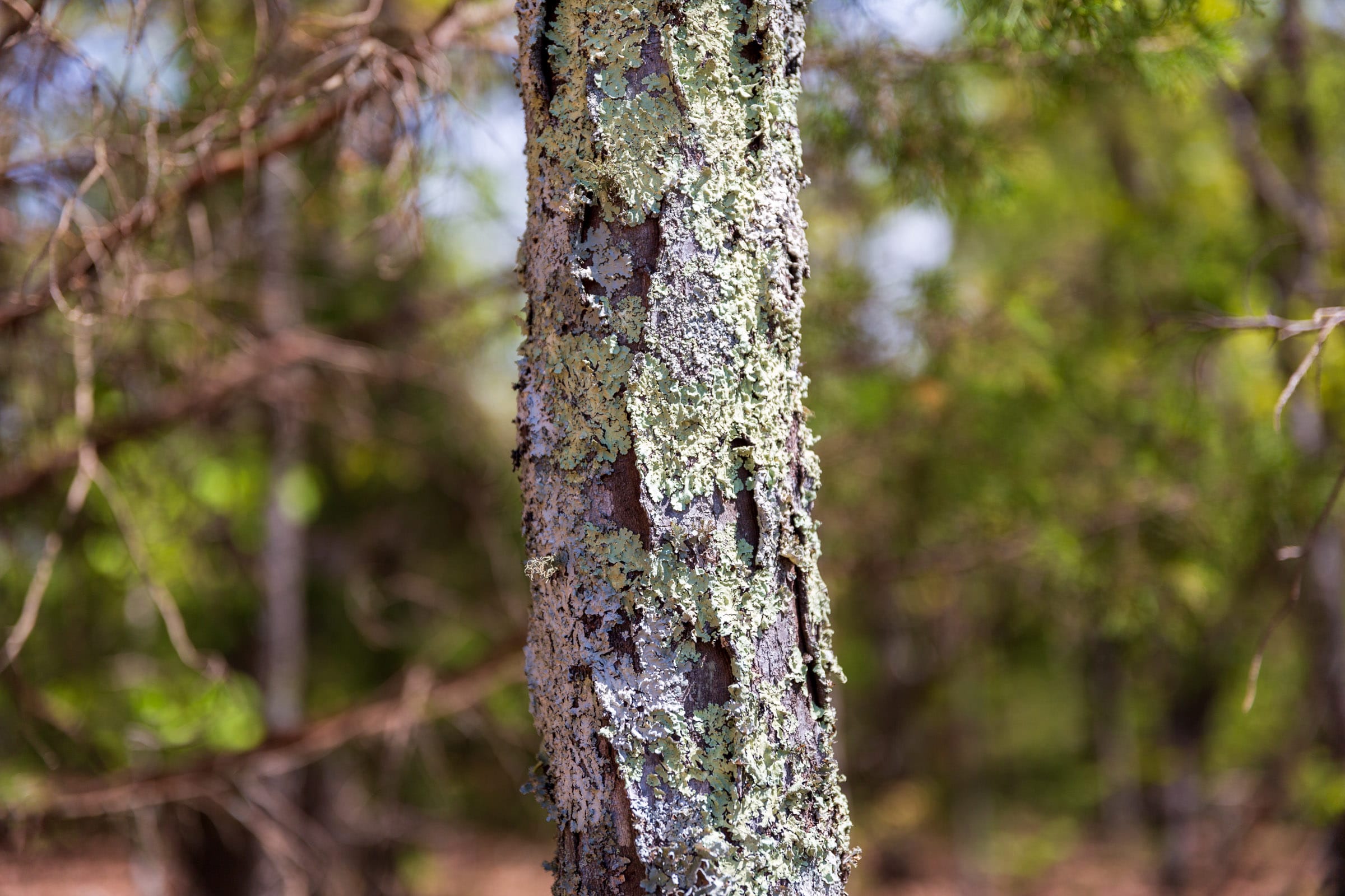Autumnwood Tract 7 photo 10