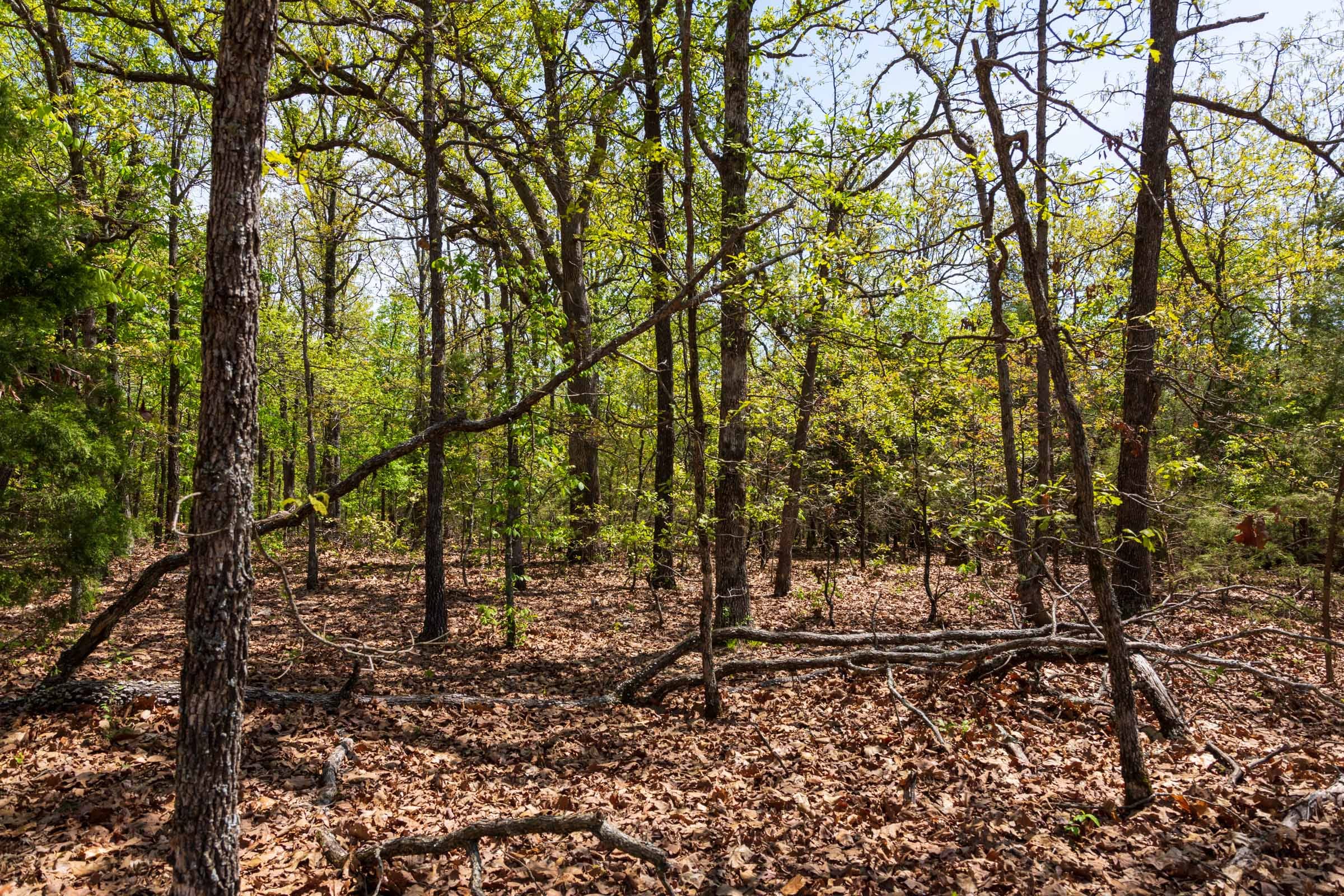 Autumnwood Tract 7 photo 9