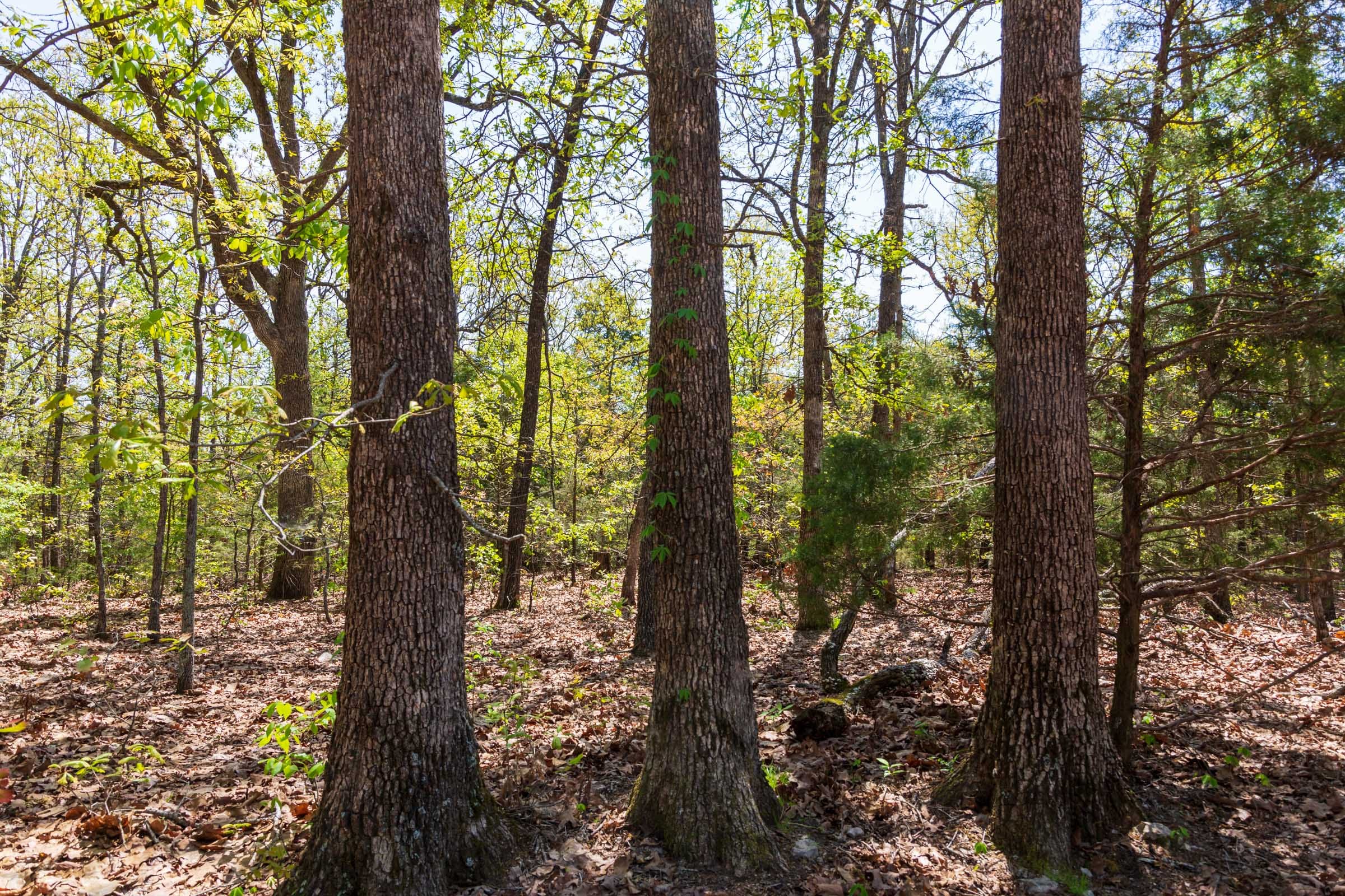 Autumnwood Tract 7 photo 13