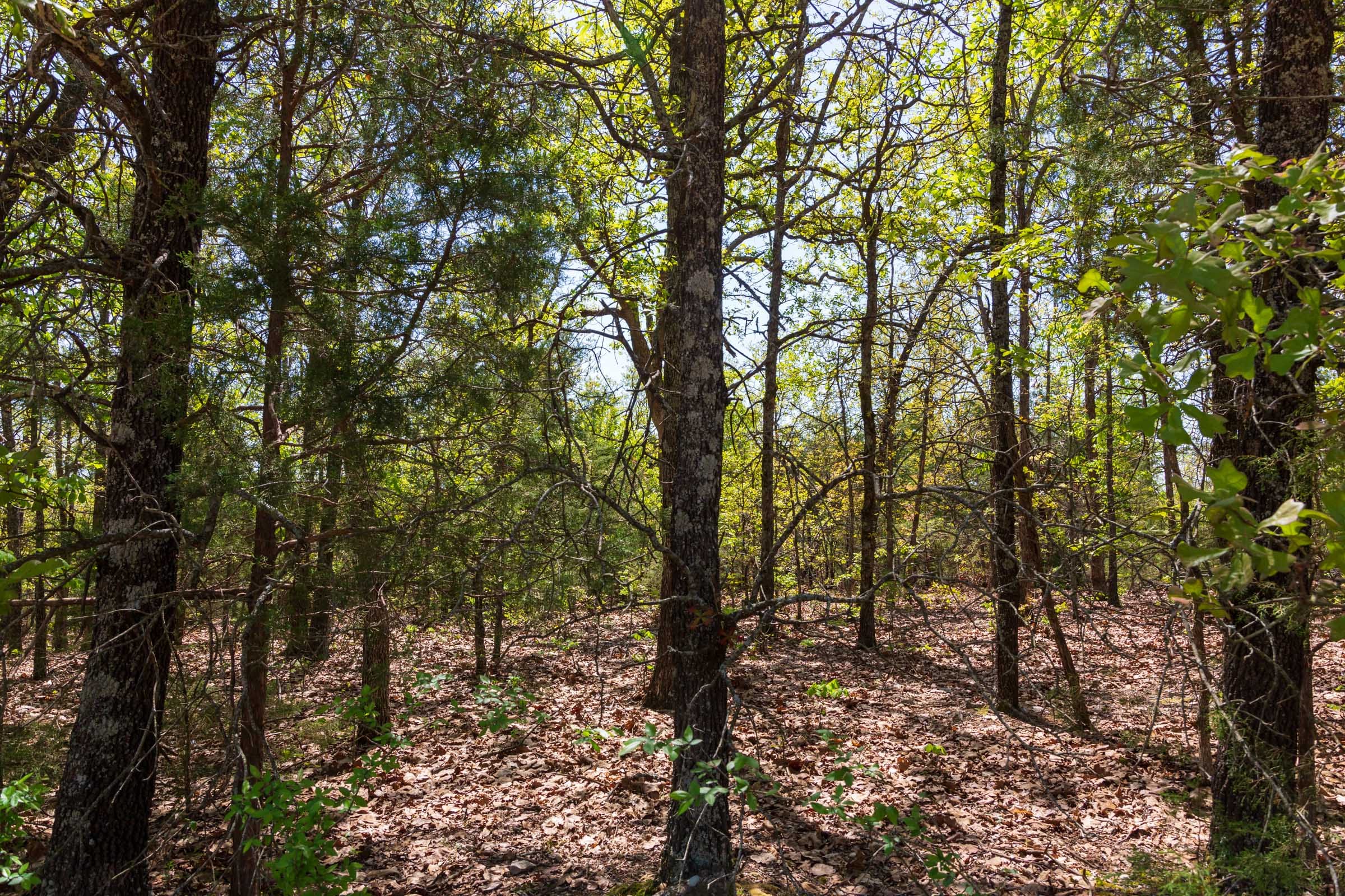 Autumnwood Tract 7 photo 14
