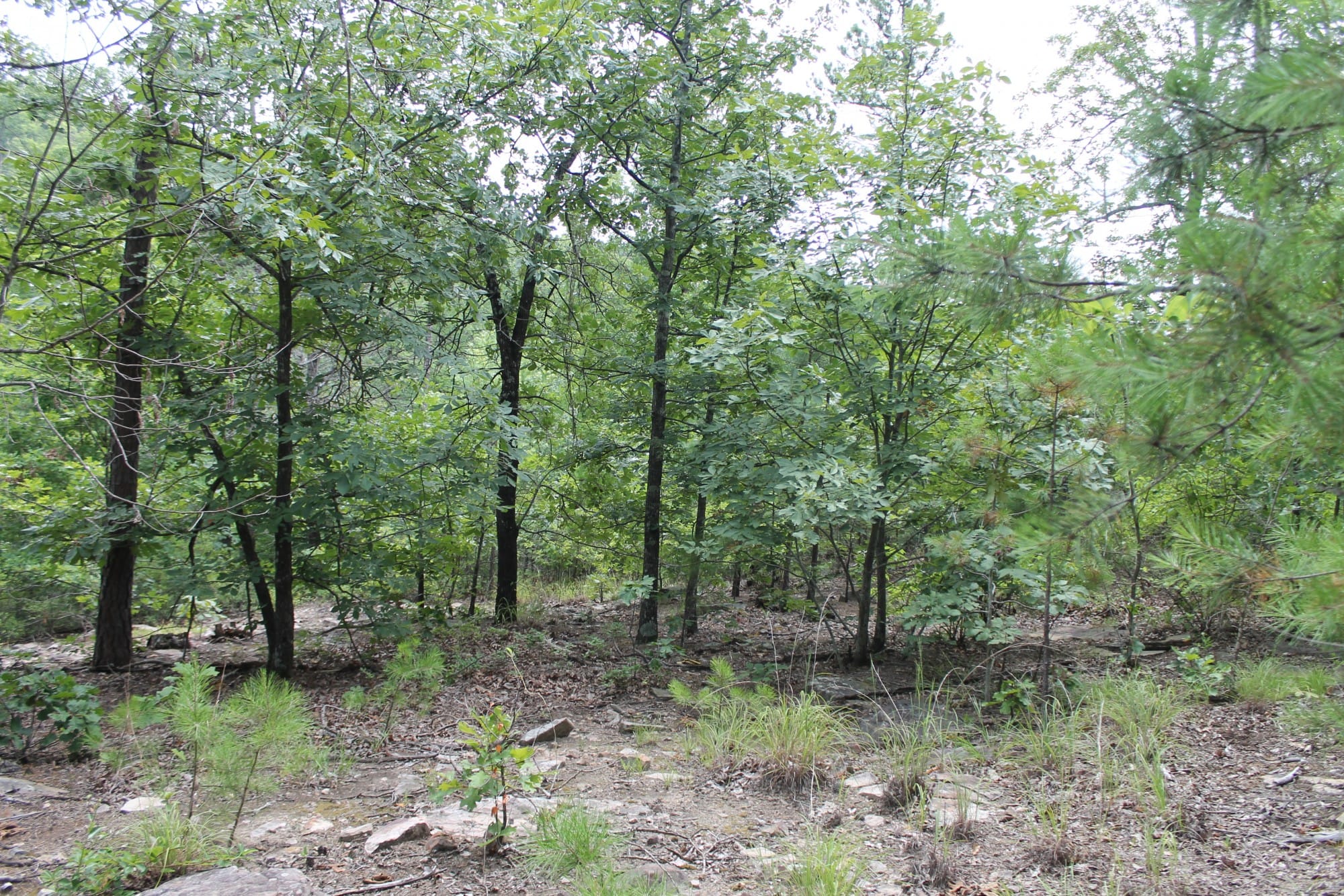 Trophy Ridge Phase III Tract 9 photo 5