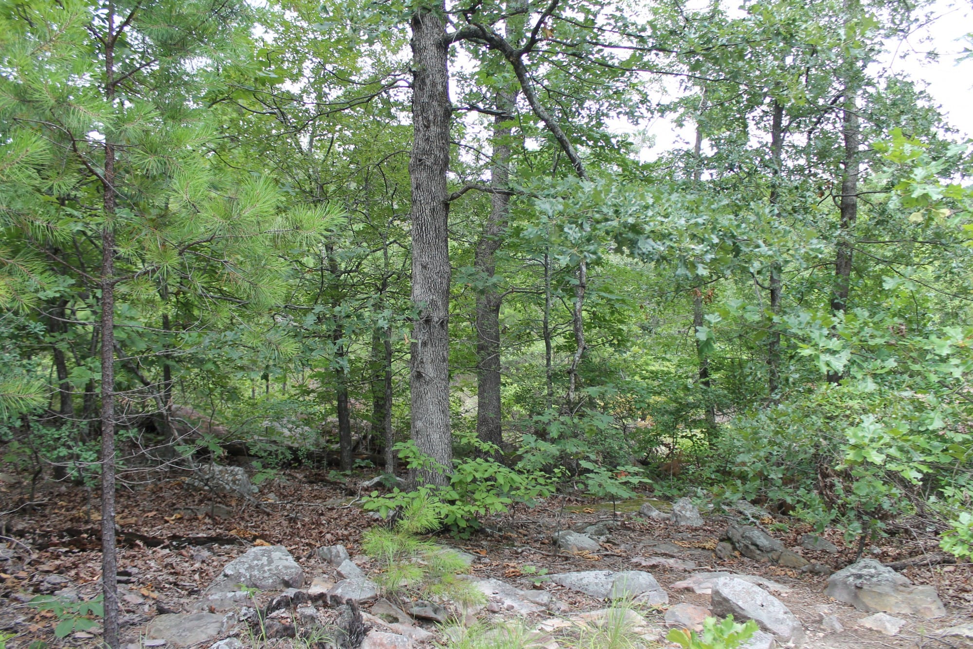Trophy Ridge Phase III Tract 9 photo 6