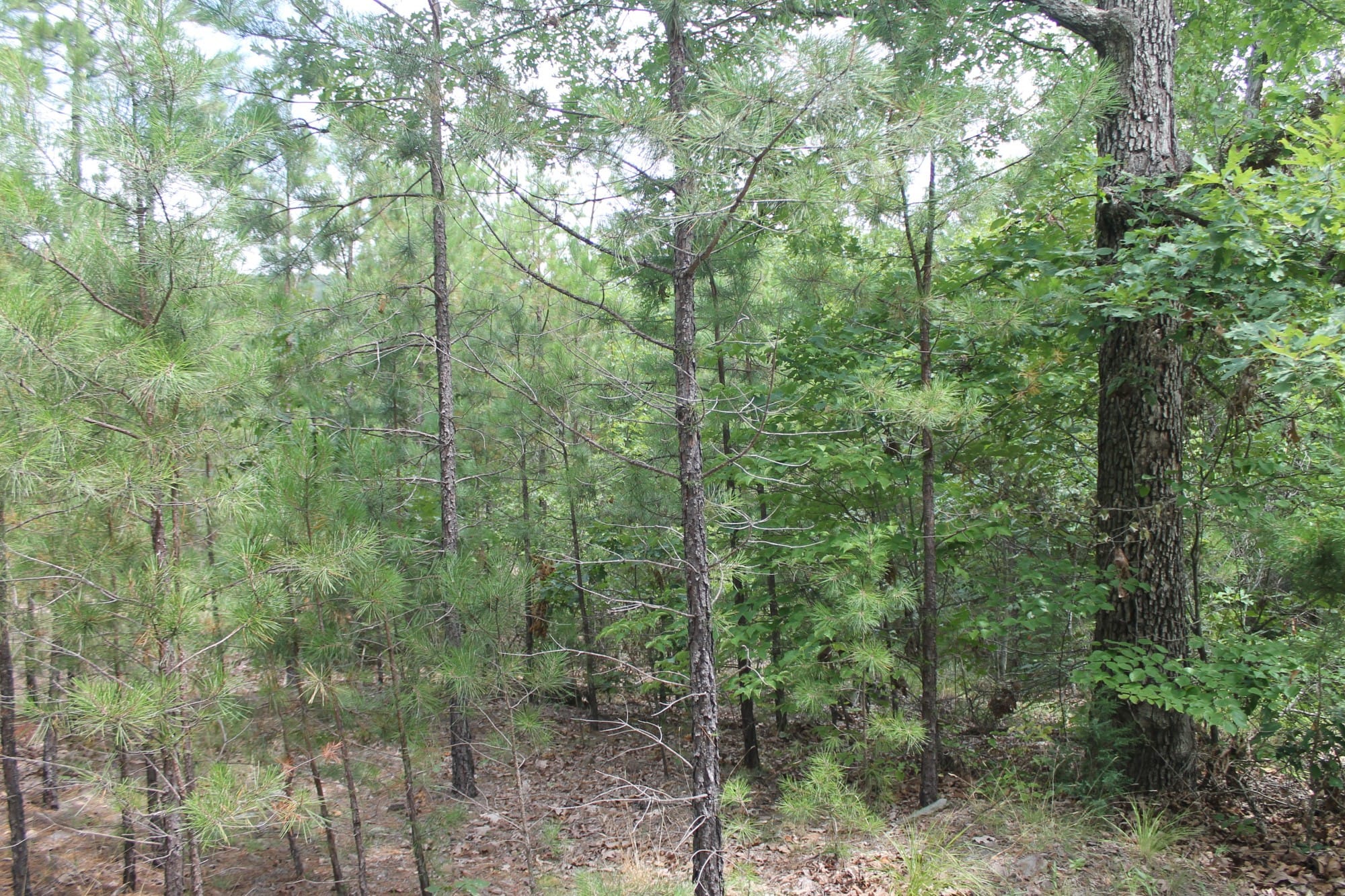 Trophy Ridge Phase III Tract 9 photo 7