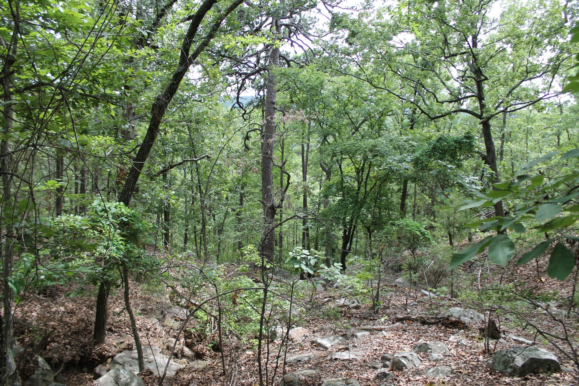 Trophy Ridge Phase III Tract 9 photo 9