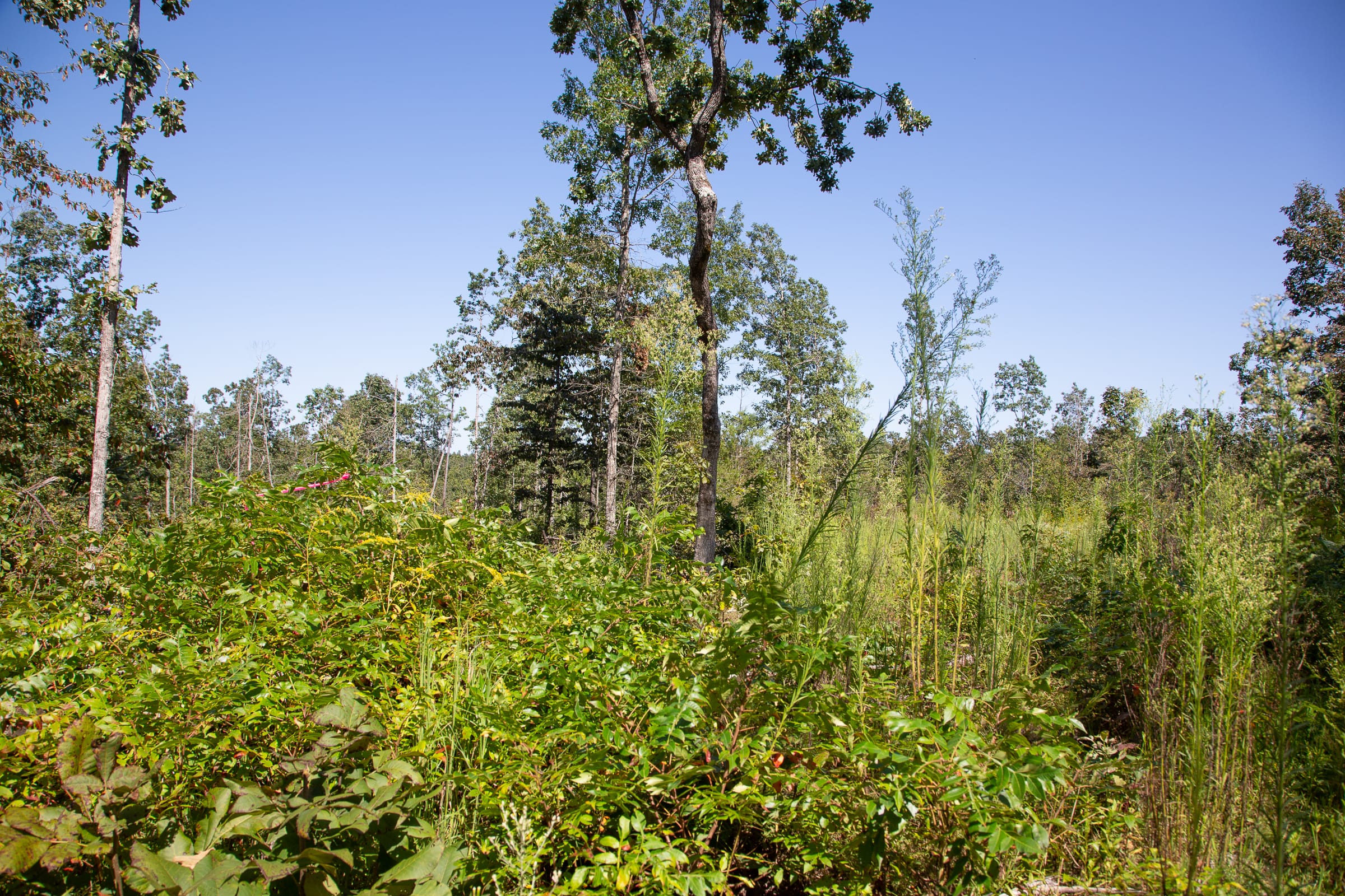 Borgmann’s Hollow Phase III Tract 84 photo 3