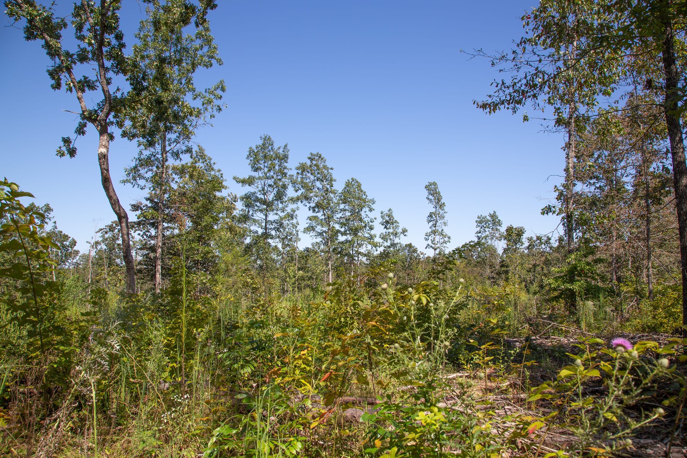 Borgmann’s Hollow Phase III Tract 84 photo 4