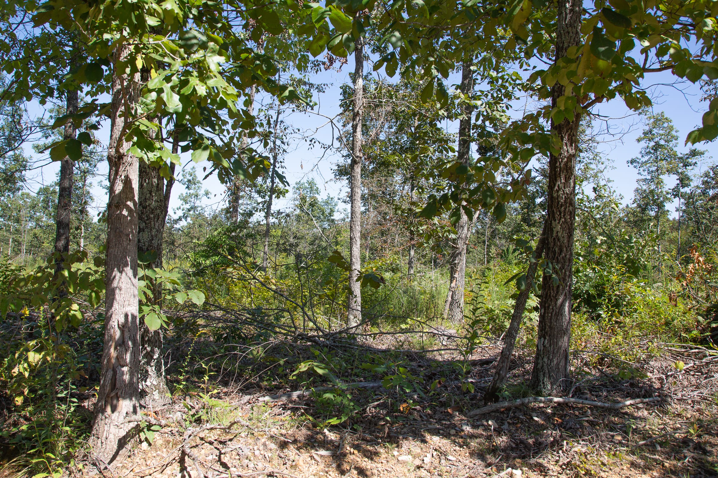 Borgmann’s Hollow Phase III Tract 84 photo 5